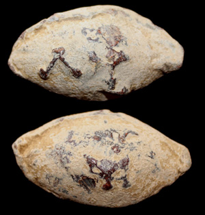 Sling Bullet, ΛΥ & Monogram, 1st-3rd Cent AD Sling Bullet, ΛΥ & Monogram, 1st-3rd Cent AD